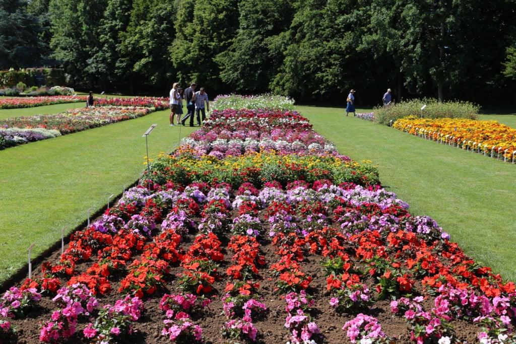 Summer bedding showcase; report from the trial grounds