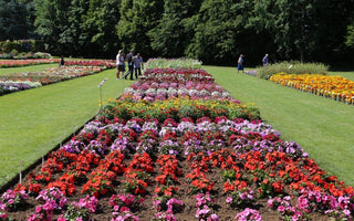 Summer bedding showcase; report from the trial grounds