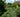 Great Dixter; a wonder or a wilderness?