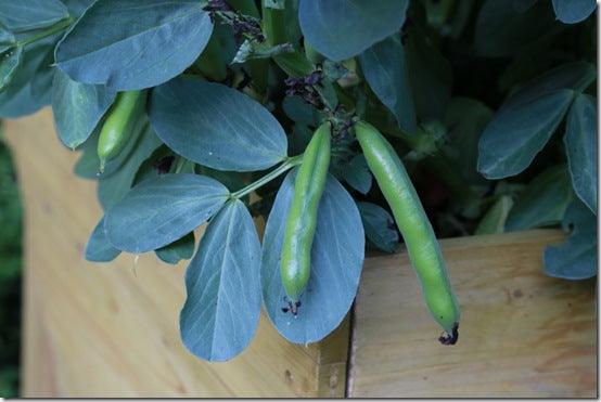Harvesting Broad Beans and carrots from my raised planter