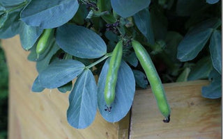 Harvesting Broad Beans and carrots from my raised planter