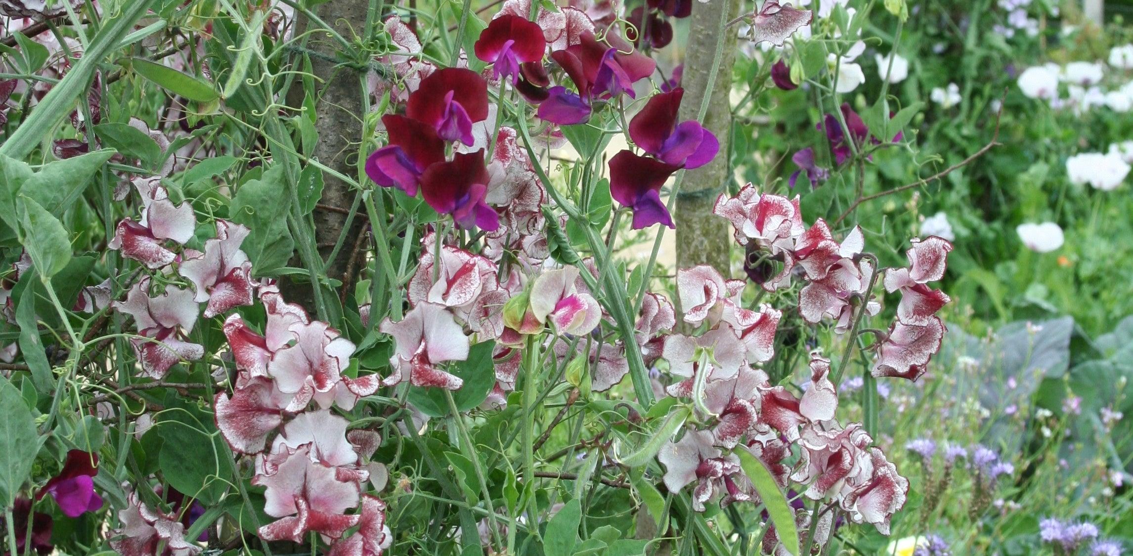 The Scented Garden