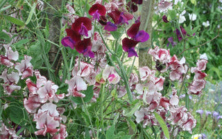 The Scented Garden