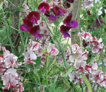 The Scented Garden