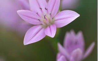 In Praise of Pastels