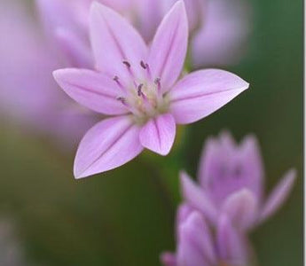 In Praise of Pastels
