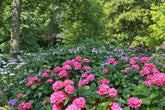 Hydrangeas for Shade
