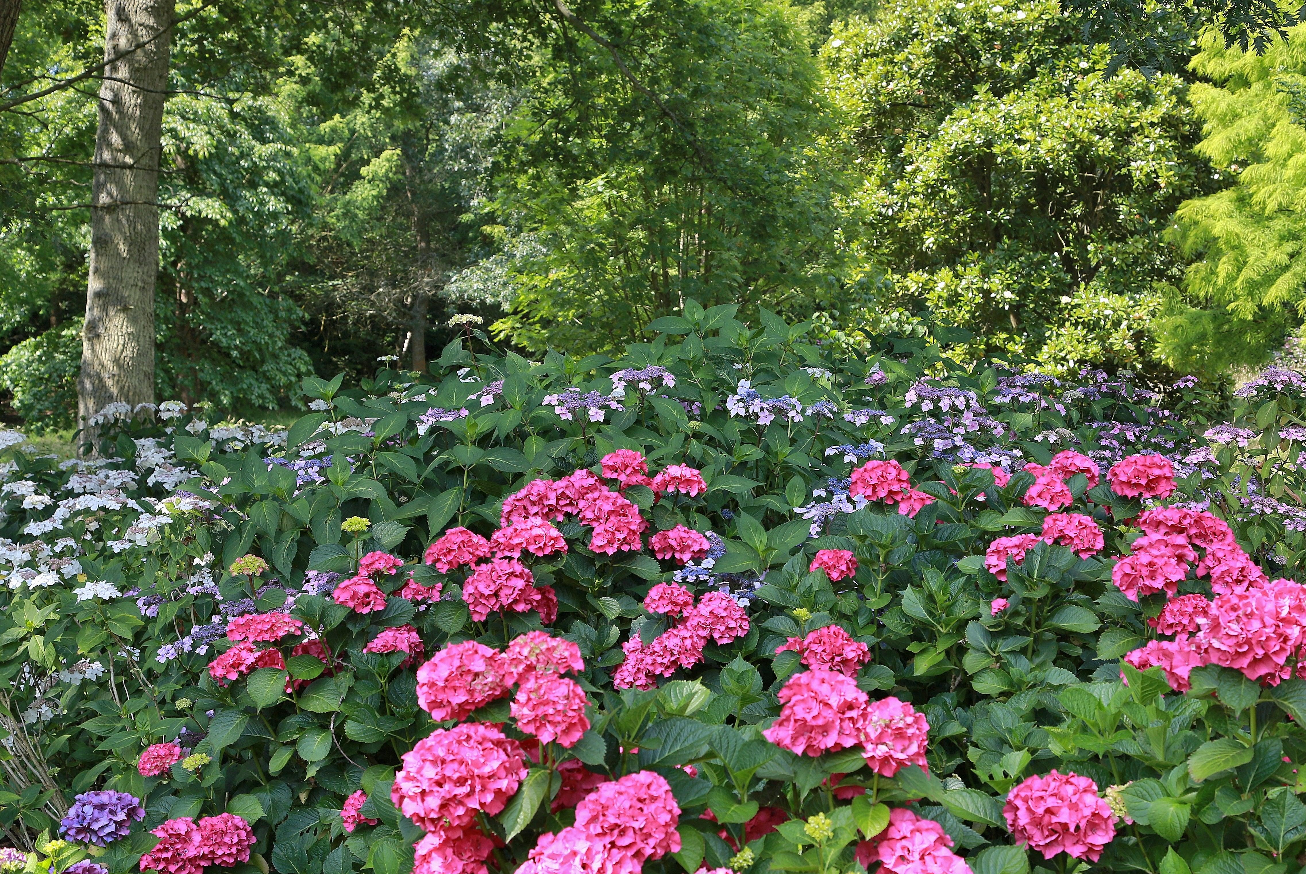 Hydrangeas for Shade