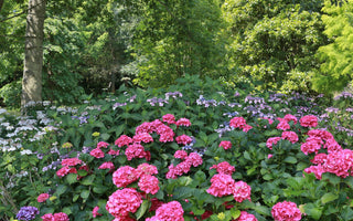 Hydrangeas for Shade