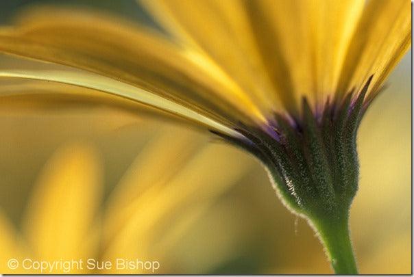 Get a New Angle on Flower Photography