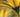 Get a New Angle on Flower Photography
