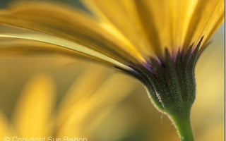 Get a New Angle on Flower Photography