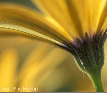 Get a New Angle on Flower Photography
