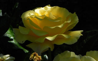 Time to think about roses