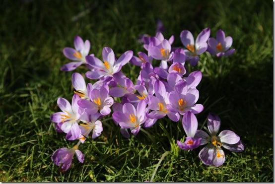 An Early Spring in English Gardens