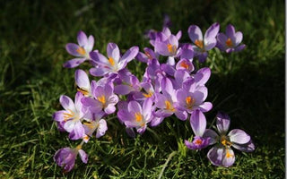 An Early Spring in English Gardens