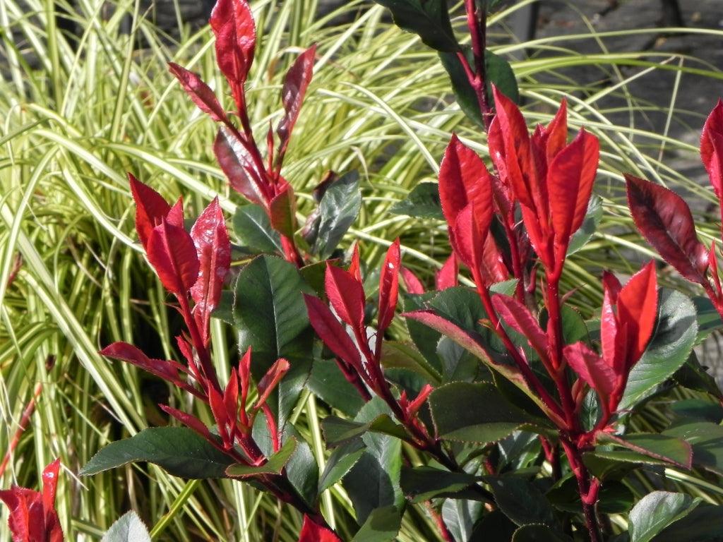 The top ten shrubs for pots