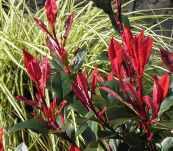 The top ten shrubs for pots