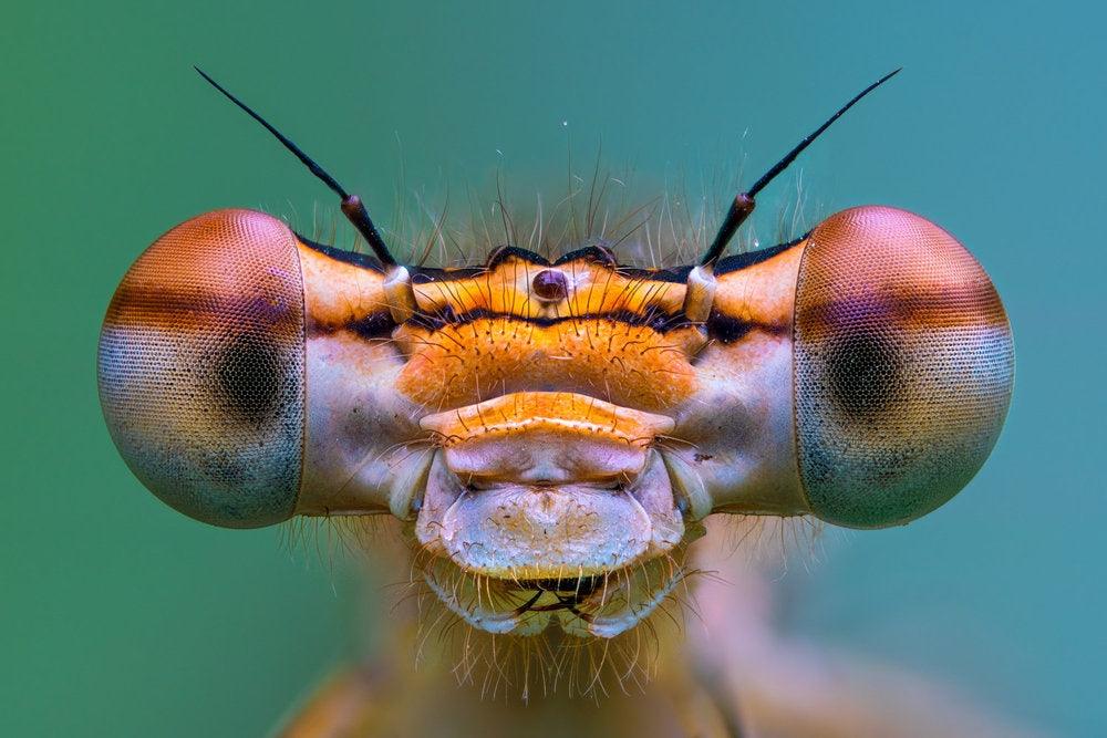 Make the most of macro this spring