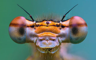 Make the most of macro this spring