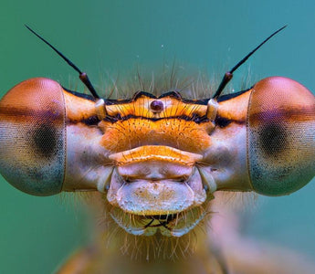 Make the most of macro this spring
