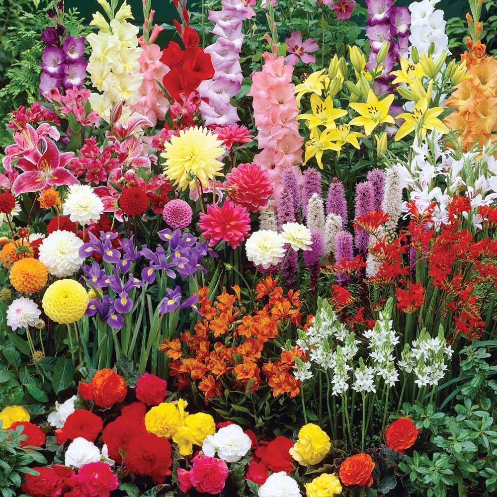 What Are The Best Summer Bulbs for Cutting?