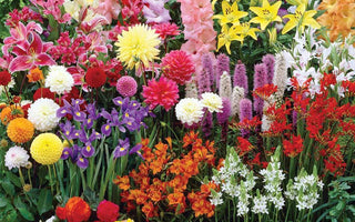 What Are The Best Summer Bulbs for Cutting?