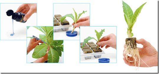 Propagation: Taking Cuttings