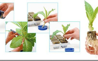 Propagation: Taking Cuttings