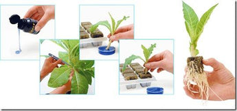 Propagation: Taking Cuttings