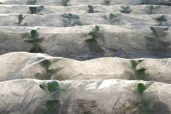 How to Use Horticultural Fleece