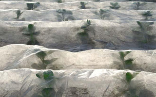 How to Use Horticultural Fleece