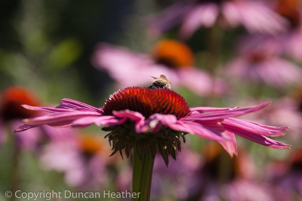 Planting for late summer colour – Garden Designer Kate Gould gives her views