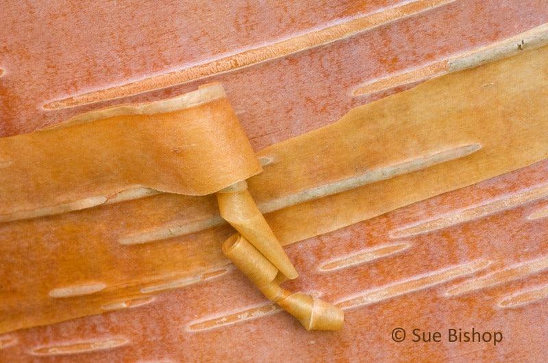 Macro Photography: Photographing Patterns in Nature
