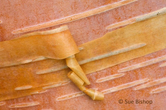 Macro Photography: Photographing Patterns in Nature – Learning with Experts