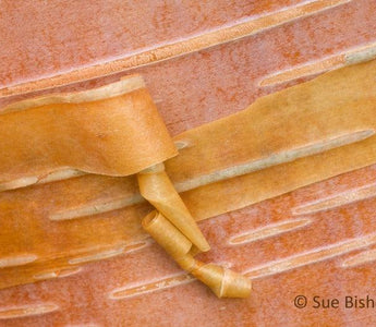 Macro Photography: Photographing Patterns in Nature