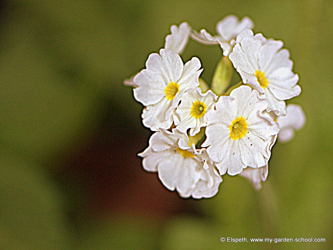 Get Gardening Over Easter