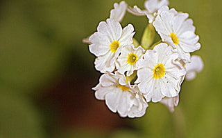 Get Gardening Over Easter