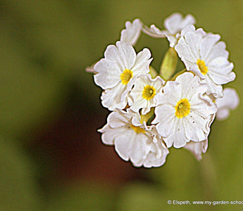 Get Gardening Over Easter