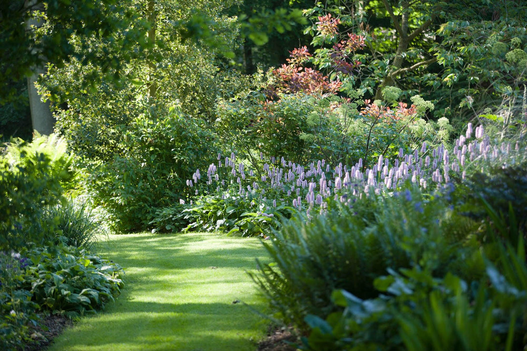 10 Great Plants For Dry Shade