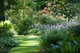 10 Great Plants For Dry Shade