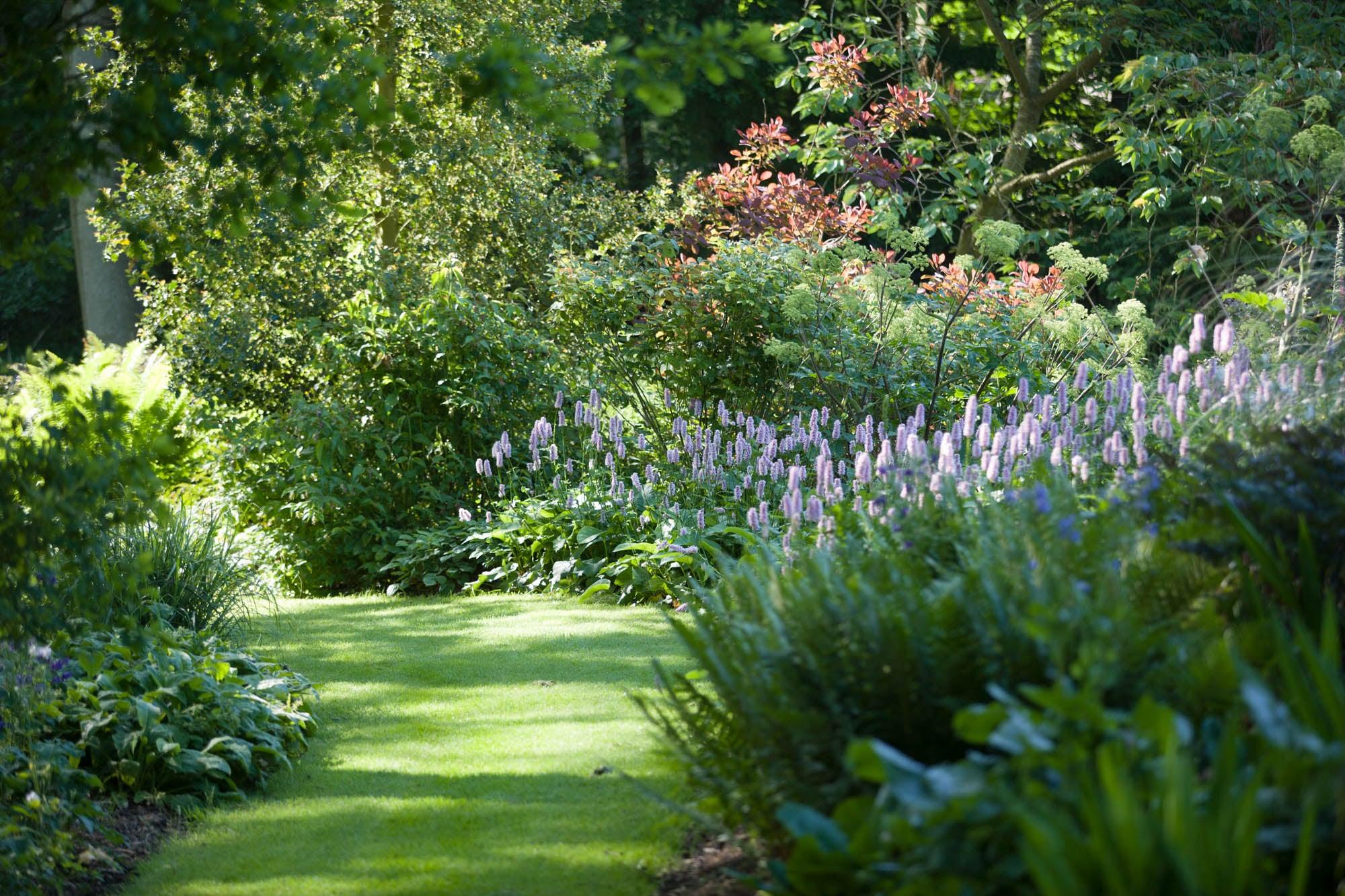 10 Great Plants For Dry Shade