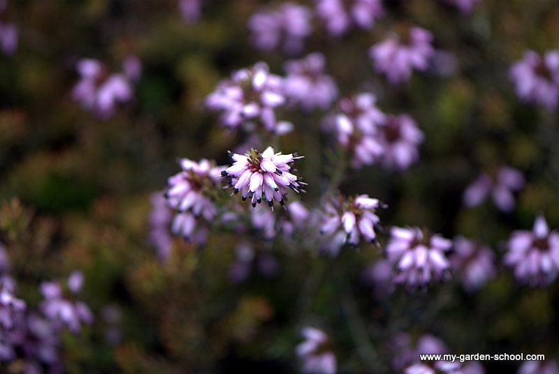 Winter Heathers; great for ground cover, winter colour and cut flowers