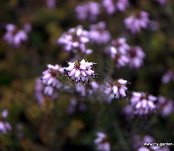 Winter Heathers; great for ground cover, winter colour and cut flowers