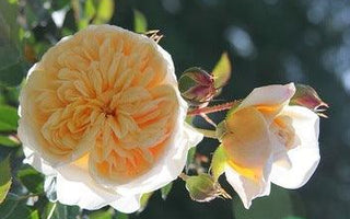 How to Prune Roses