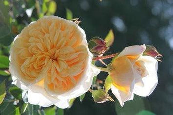 How to Prune Roses