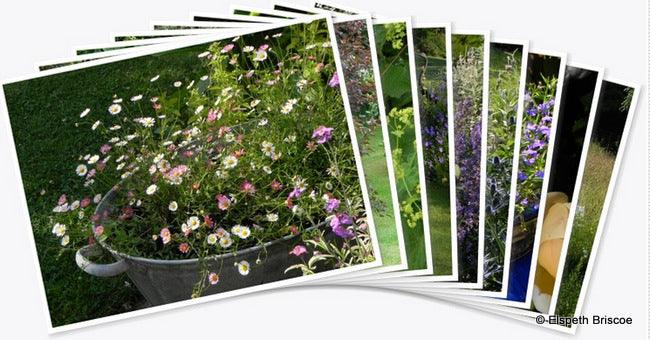 Andy's Adventures in Gardening: Golden Moments in the Garden