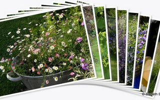 Andy's Adventures in Gardening: Golden Moments in the Garden