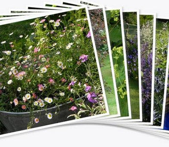 Andy's Adventures in Gardening: Golden Moments in the Garden