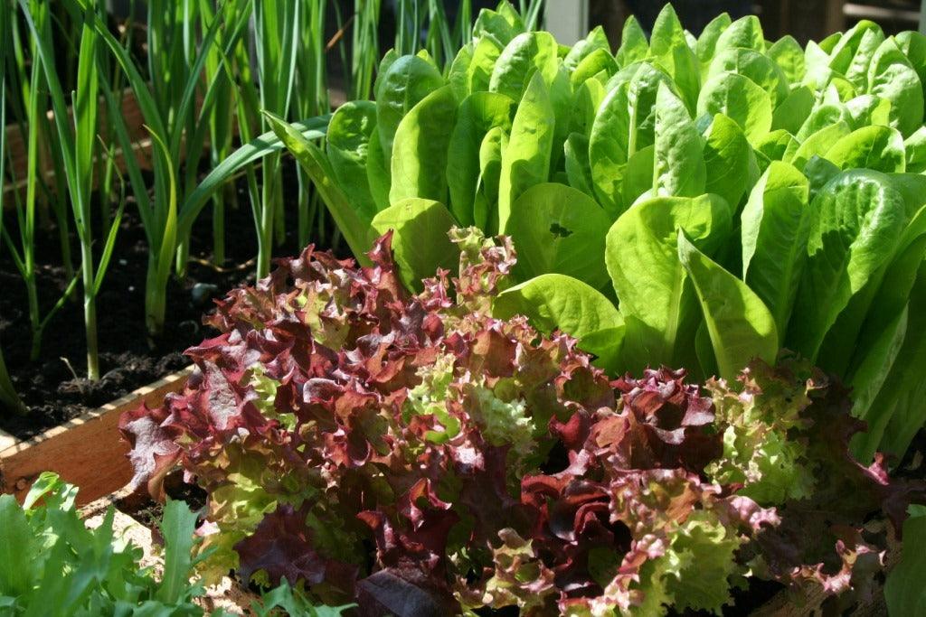 Protecting your precious crops:  cloches and tunnels